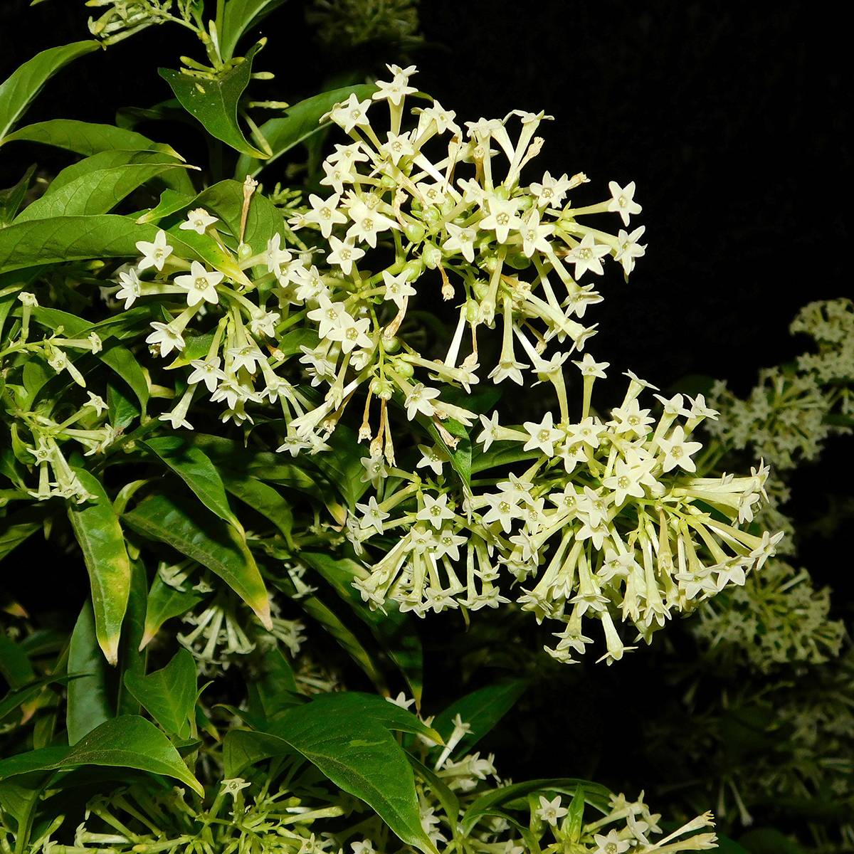 Cestrum nocturnum - Galant de nuit, Cestreau nocturne Pot de 3L/4L
