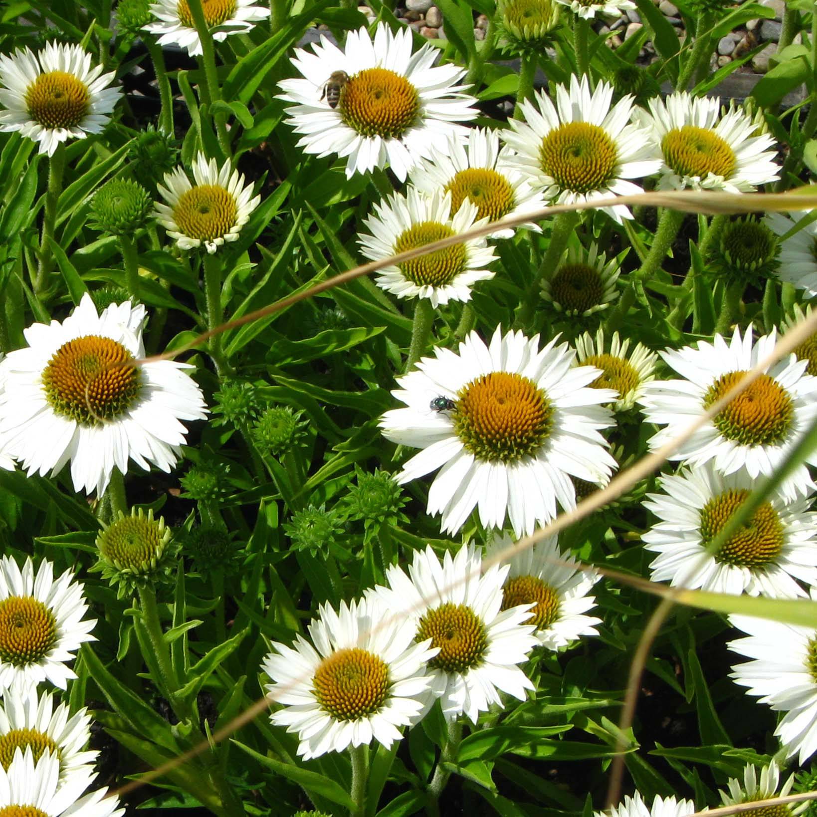 Echinacea purpurea White Meditation Godet de 8/9 cm