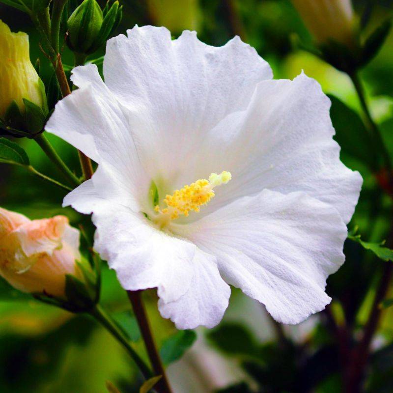 Hibiscus syriacus 'Totus Albus' (Hibiscus syriacus 'Totus Albus') - Godet - Taille 10/15cm - Pépinières Naudet - Image 1