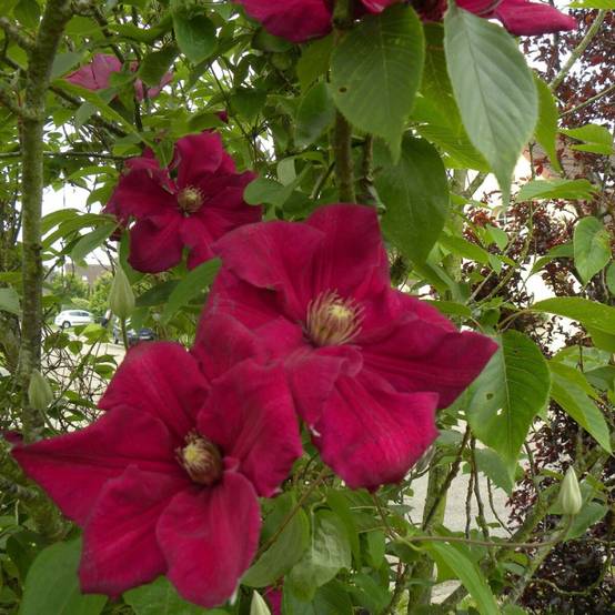 Clématite Ernest Markham à fleurs Rouge - feuillage Caduc - Pot de 3L - Echelle bambou 60/120 cm- hauteur à maturité De 3,00 m à 5,00 m - Image 1