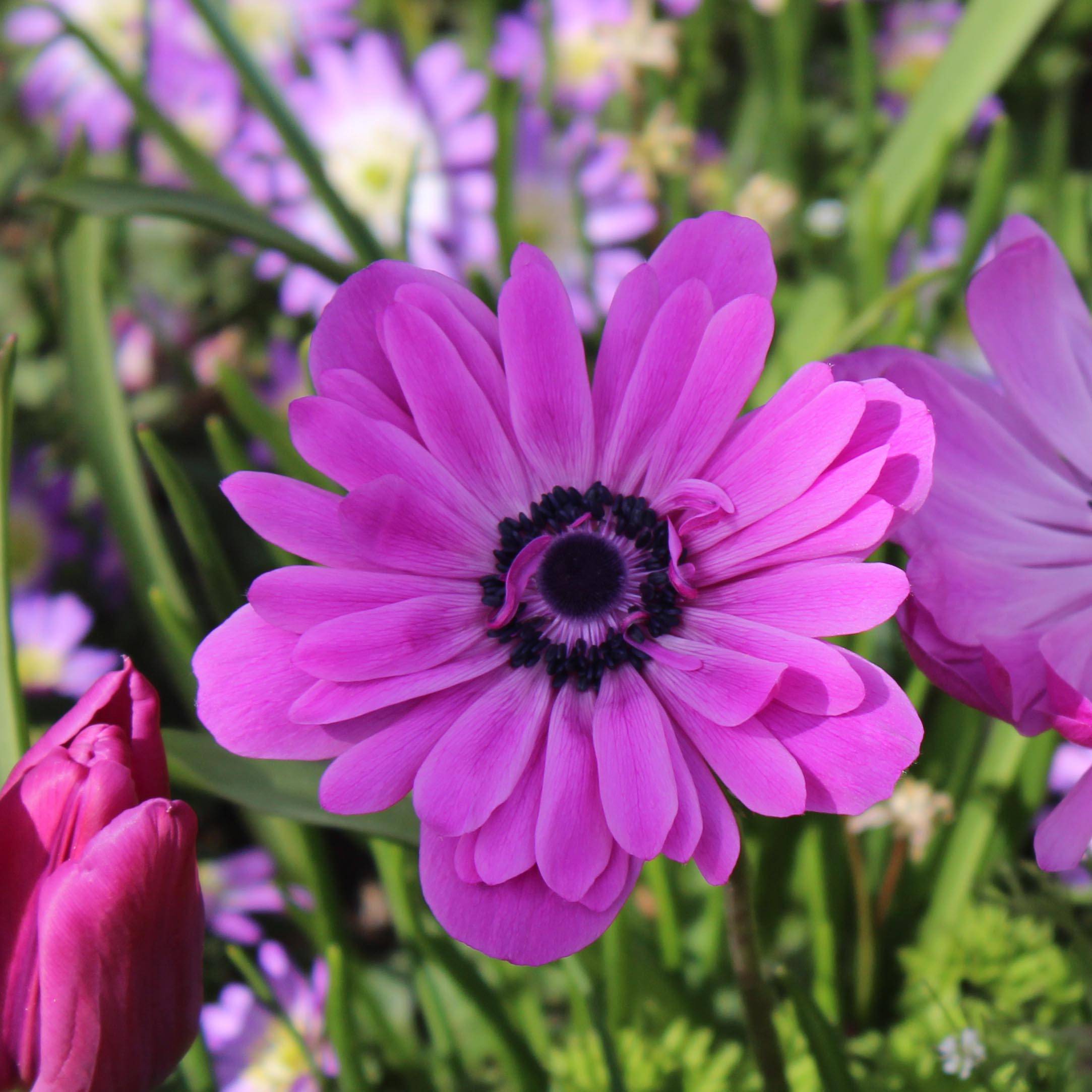 Anemone coronaria double Admiral - Anémone de Caen Bulbe calibre 4+ (par 10)