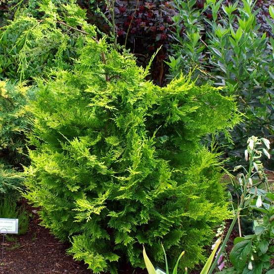 Chamaecyparis lawsoniana Ivonne - Cyprès de Lawson Pot de 2L/3L - Image 1