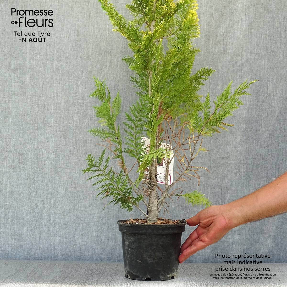 Chamaecyparis lawsoniana Ivonne - Cyprès de Lawson Pot de 2L/3L - Image 2