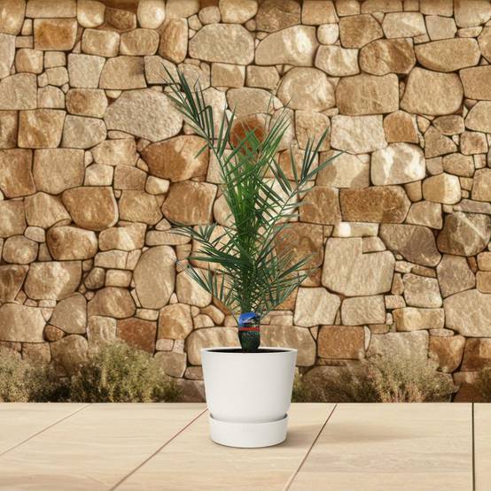 Phoenix Canariensis - D15 H90cm - Image 4