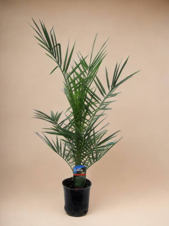 Phoenix Canariensis - D15 H90cm - Image 3