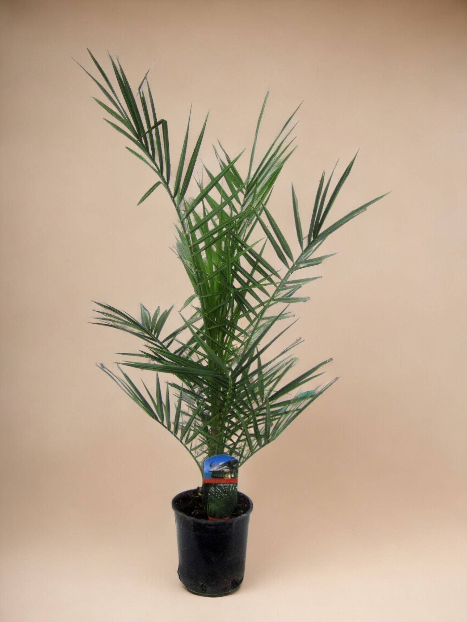 Phoenix Canariensis - D15 H90cm - Image 3