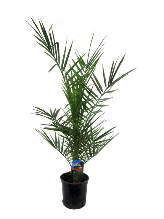 Phoenix Canariensis - D15 H90cm - Image 2