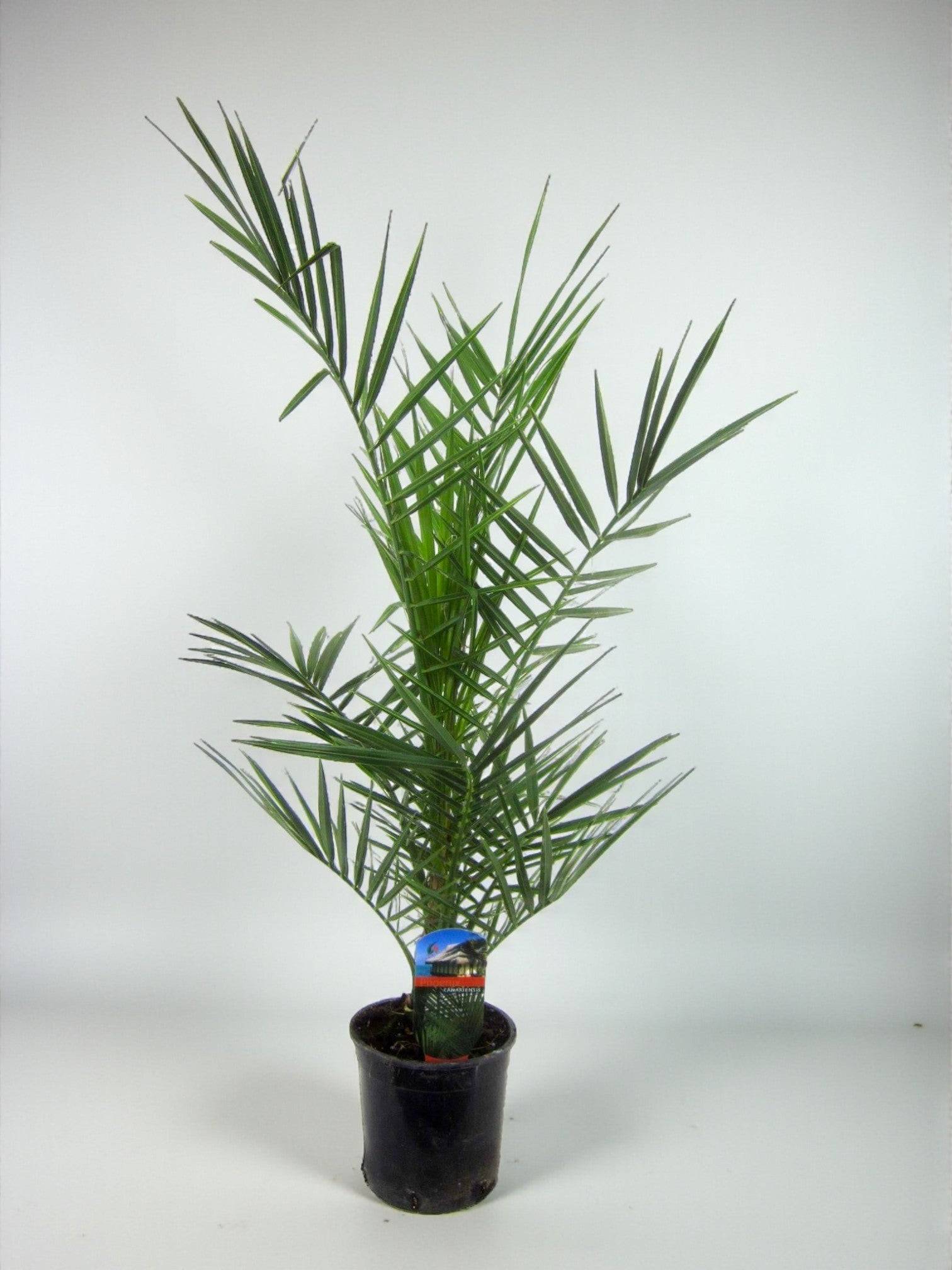 La Green Touch - Phoenix Canariensis - D14 H80cm - Image 2