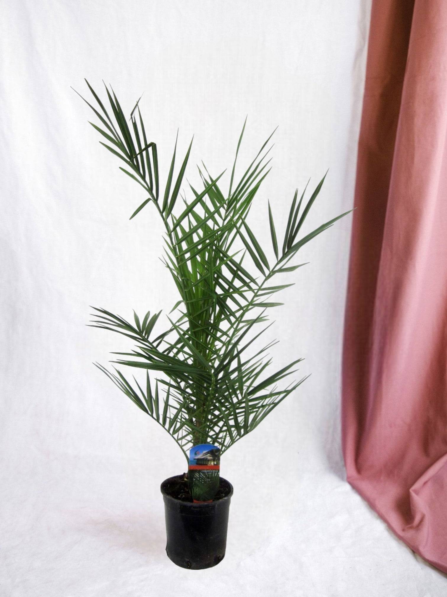 Phoenix Canariensis - D15 H90cm