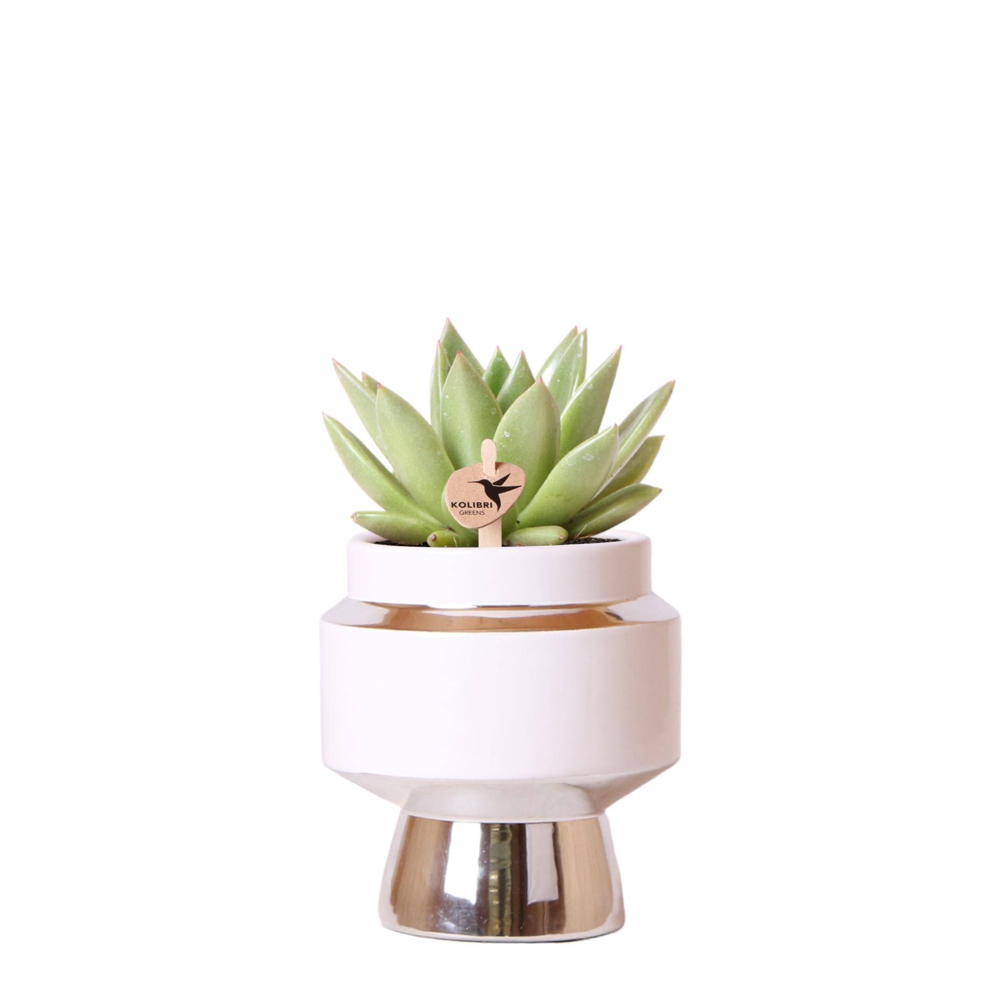 La Green Touch - Succulente Echeveria Miranda le Chic Argent - D9 - Imagen 1
