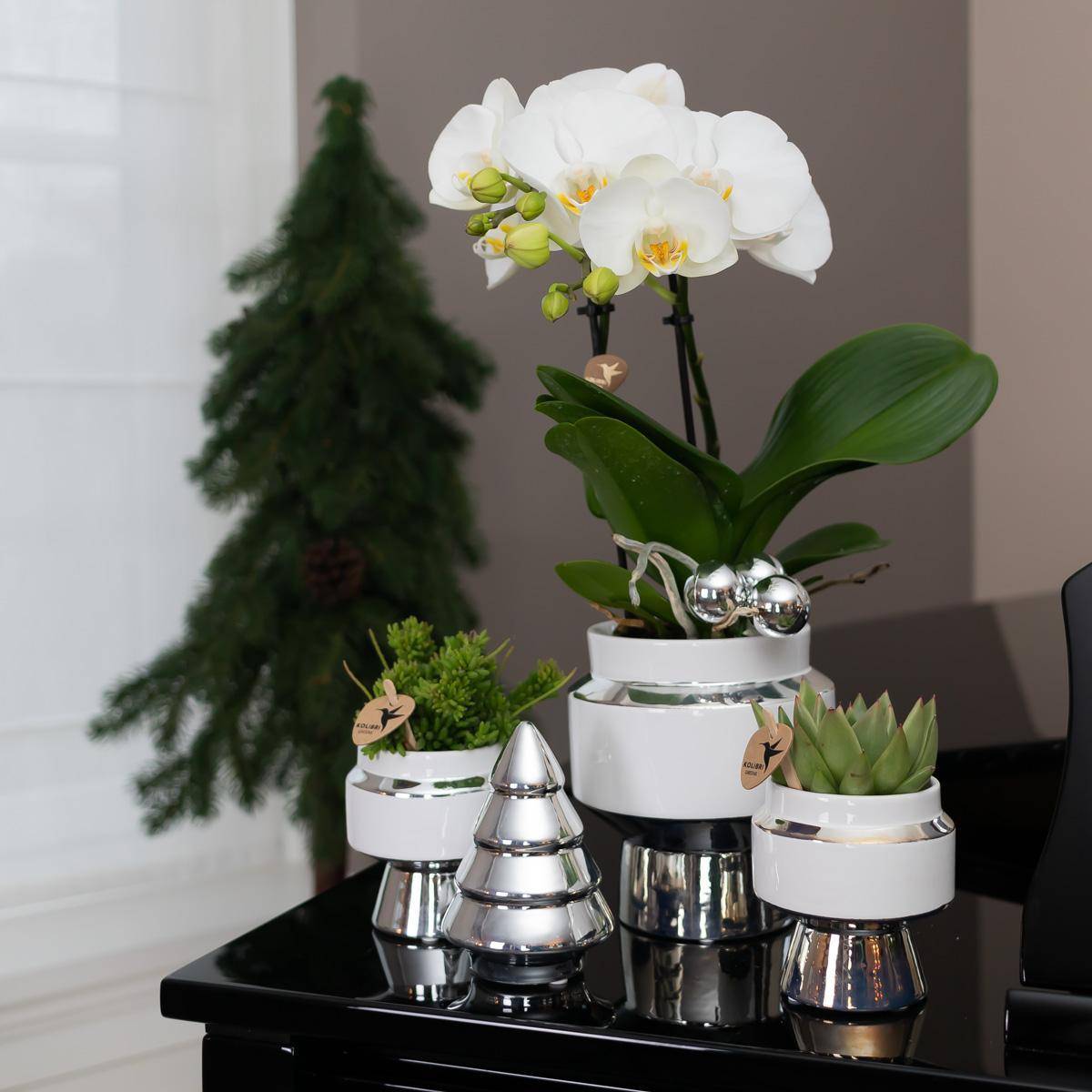 La Green Touch - Succulente Echeveria Miranda le Chic Argent - D9 - Imagen 2