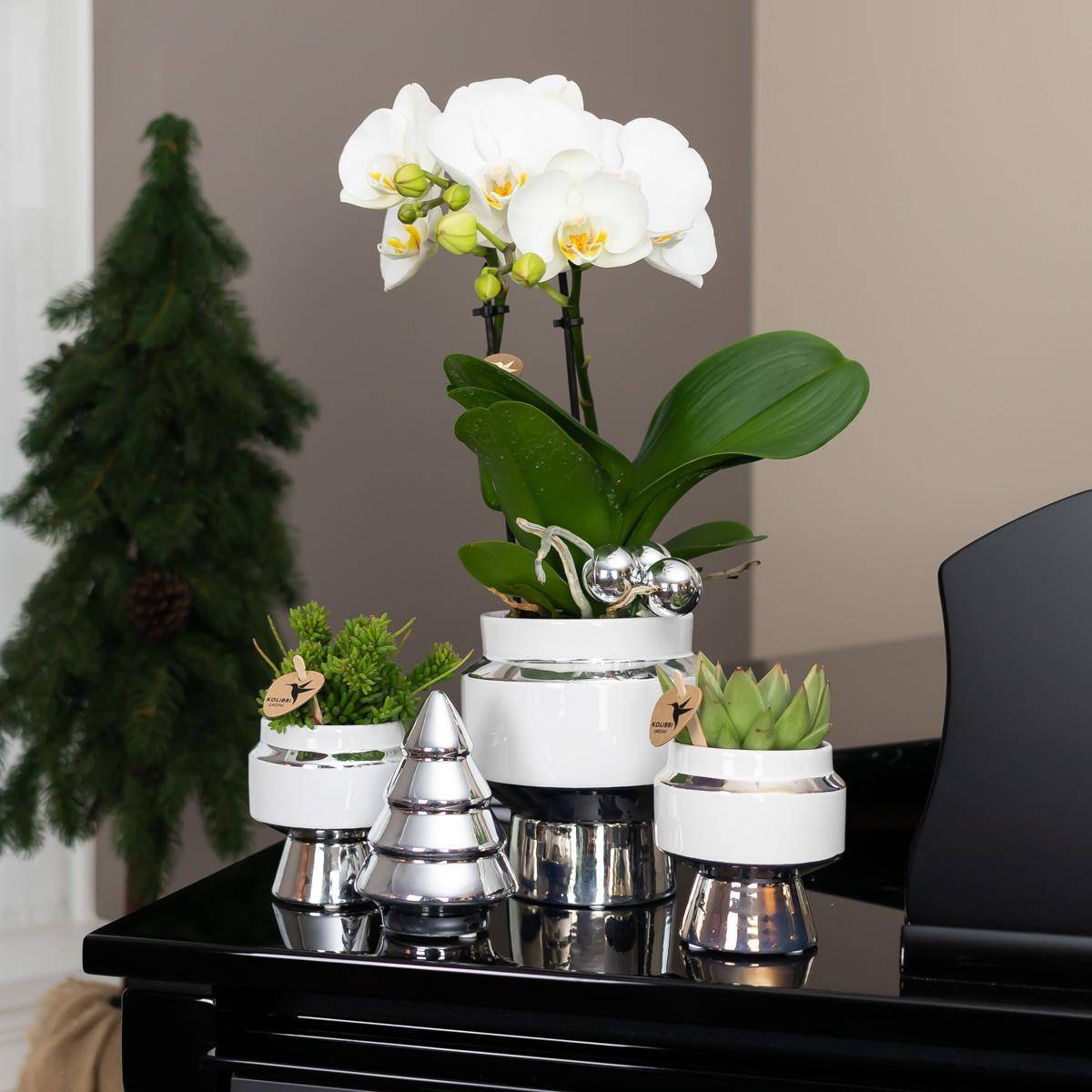 La Green Touch - Succulente Echeveria Miranda le Chic Argent - D9 - Imagen 3
