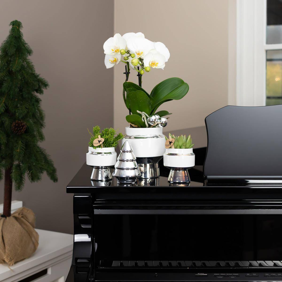 La Green Touch - Succulente Echeveria Miranda le Chic Argent - D9 - Imagen 4