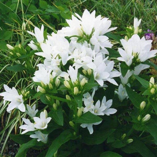 Campanule glomerata Alba Pot de 2L/3L