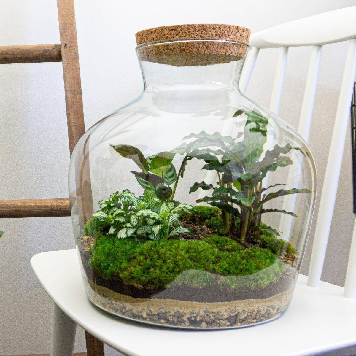 Diy Terrarium - D30 H30cm - Image 1