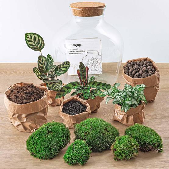 Diy Terrarium - D30 H30cm - Image 3