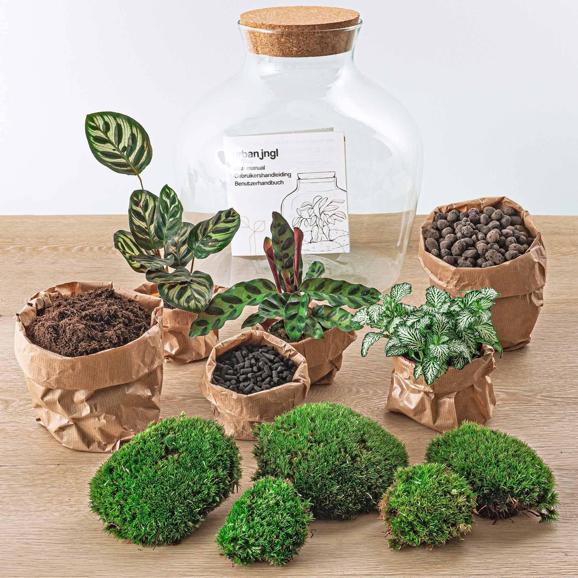 Diy Terrarium - D30 H30cm - Image 3
