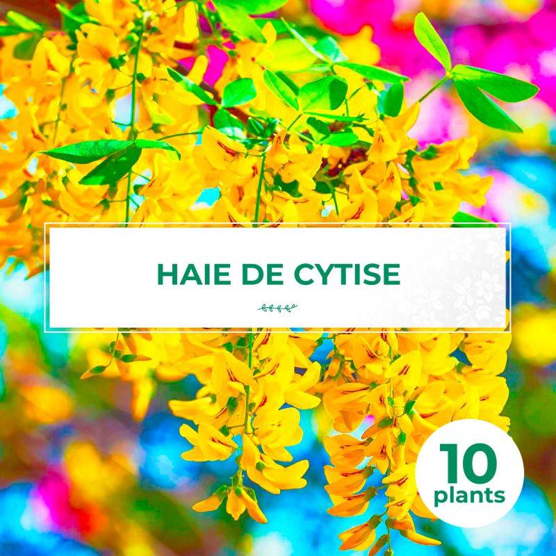 10 Cytises Commun (Laburnum Anagyroides) - Haie de Cytise -  - Pépinières Naudet - Imagen 1