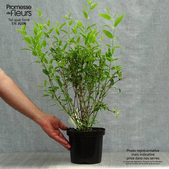 Deutzia gracilis - Deutzie Pot de 2L/3L - Image 2