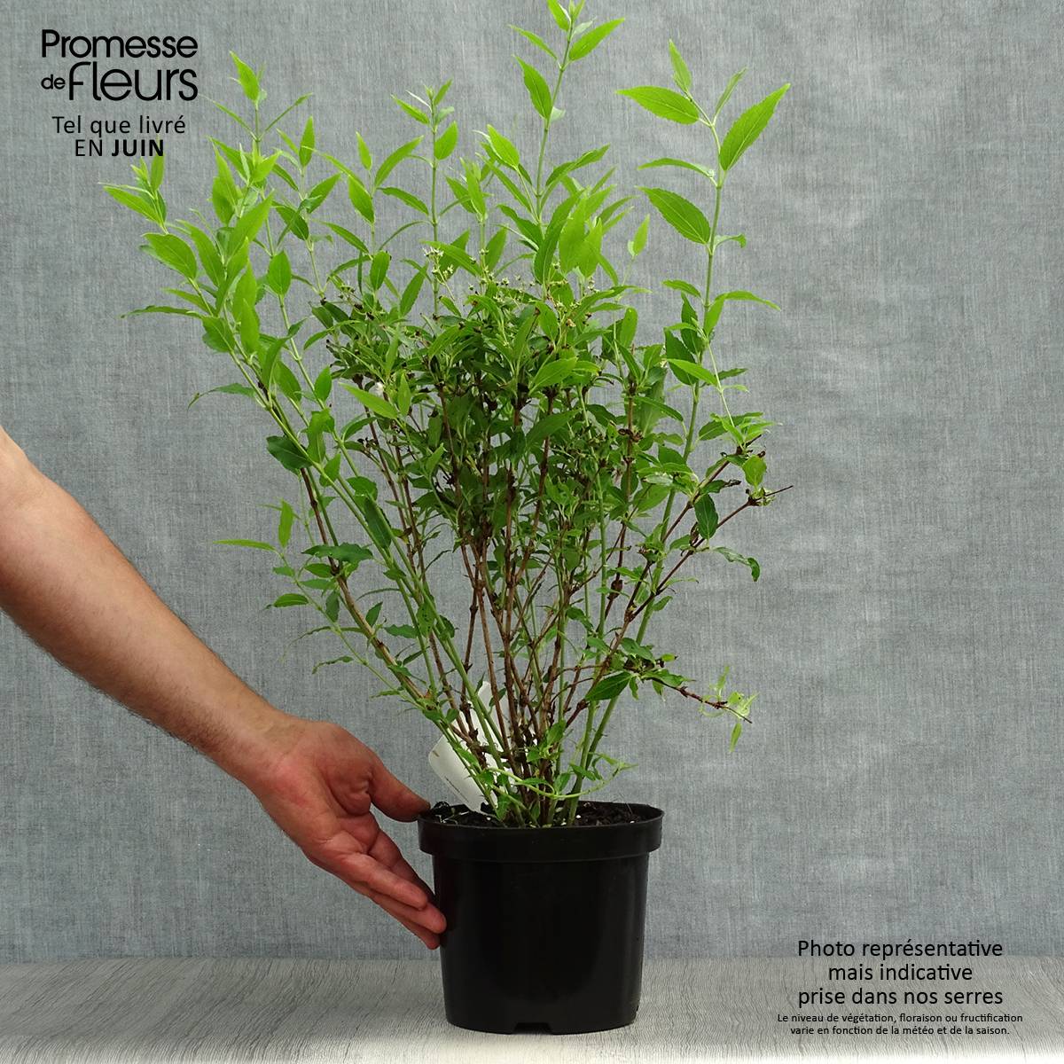 Deutzia gracilis - Deutzie Pot de 2L/3L - Image 2
