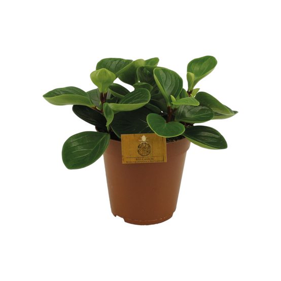 Peperomia Red Canyon 25cm - Plante d'intérieur- La Green Touch - Image 1