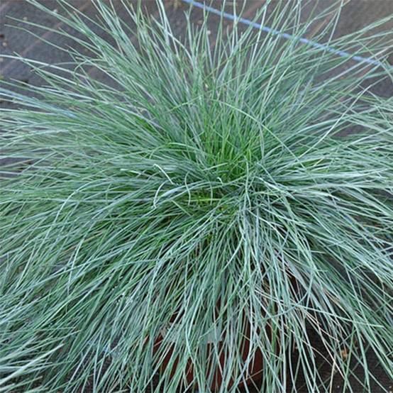Fétuque bleue - Festuca glauca Godet de 8/9 cm