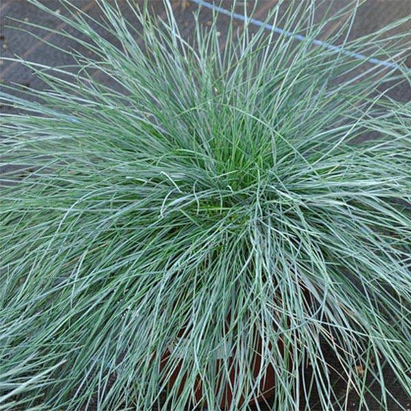 Fétuque bleue - Festuca glauca Godet de 8/9 cm