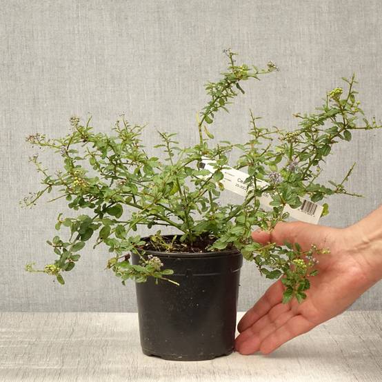 Céanothe (x) Blue Mound Pot de 2L/3L - Image 2