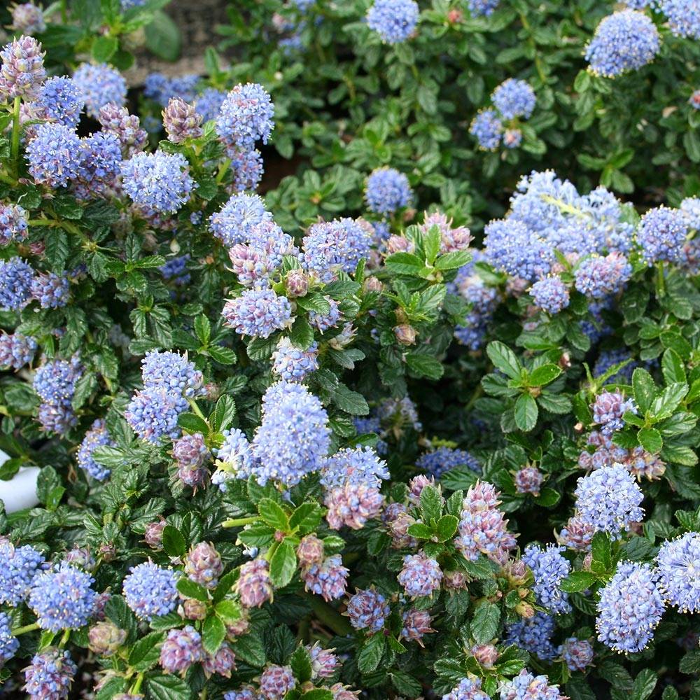 Céanothe (x) Blue Mound Pot de 2L/3L - Image 1
