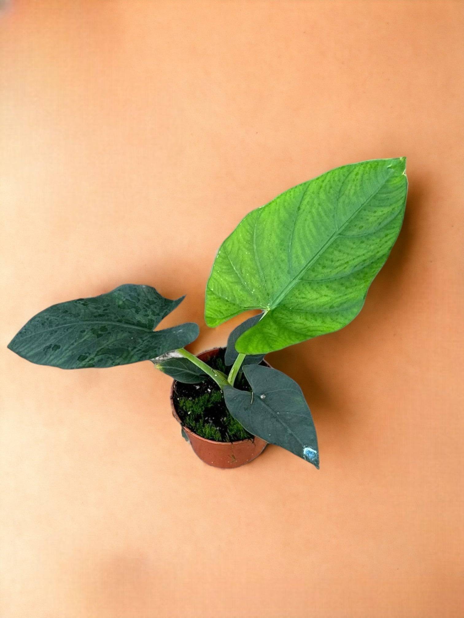 Alocasia Scabriuscula- La Green Touch