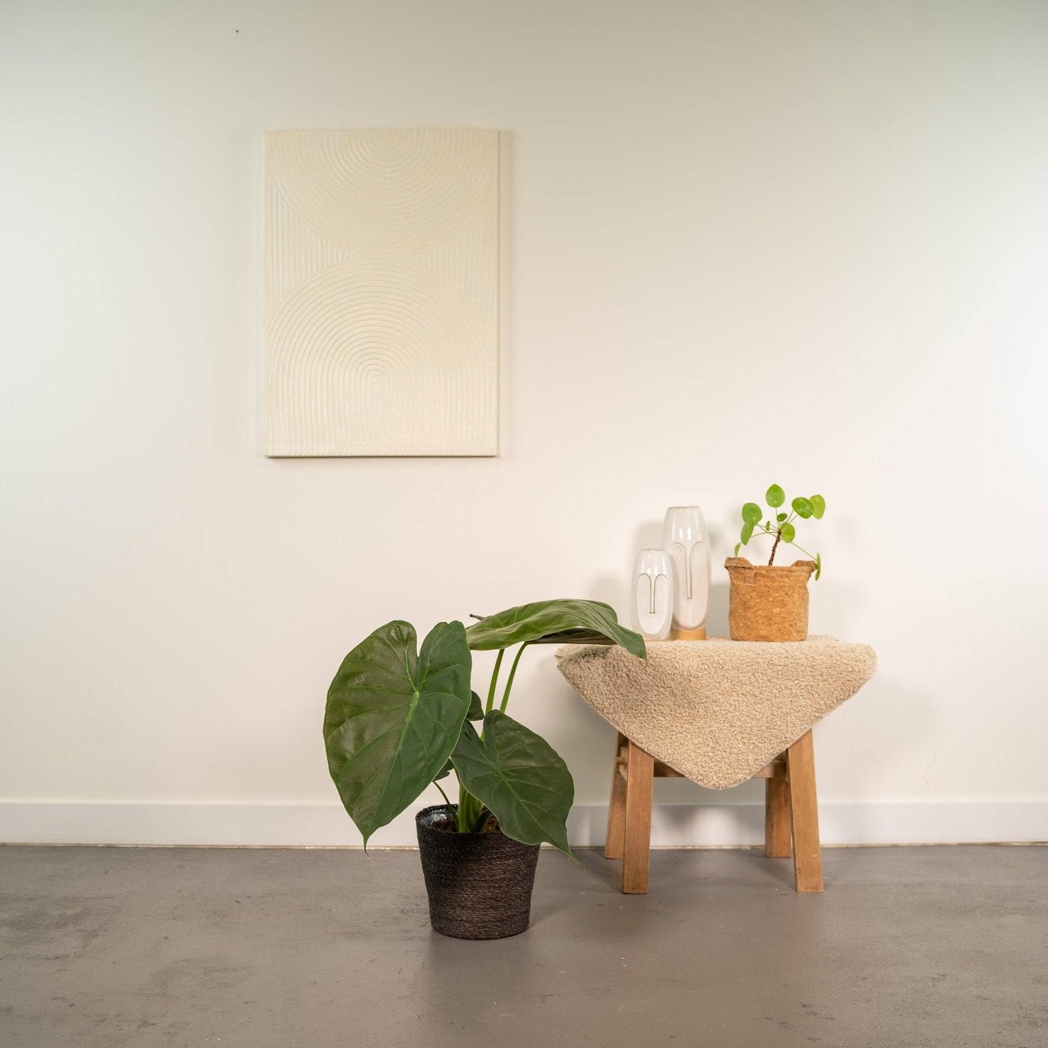 Alocasia Wentii 70cm - Plante d'intérieur- La Green Touch - Image 3