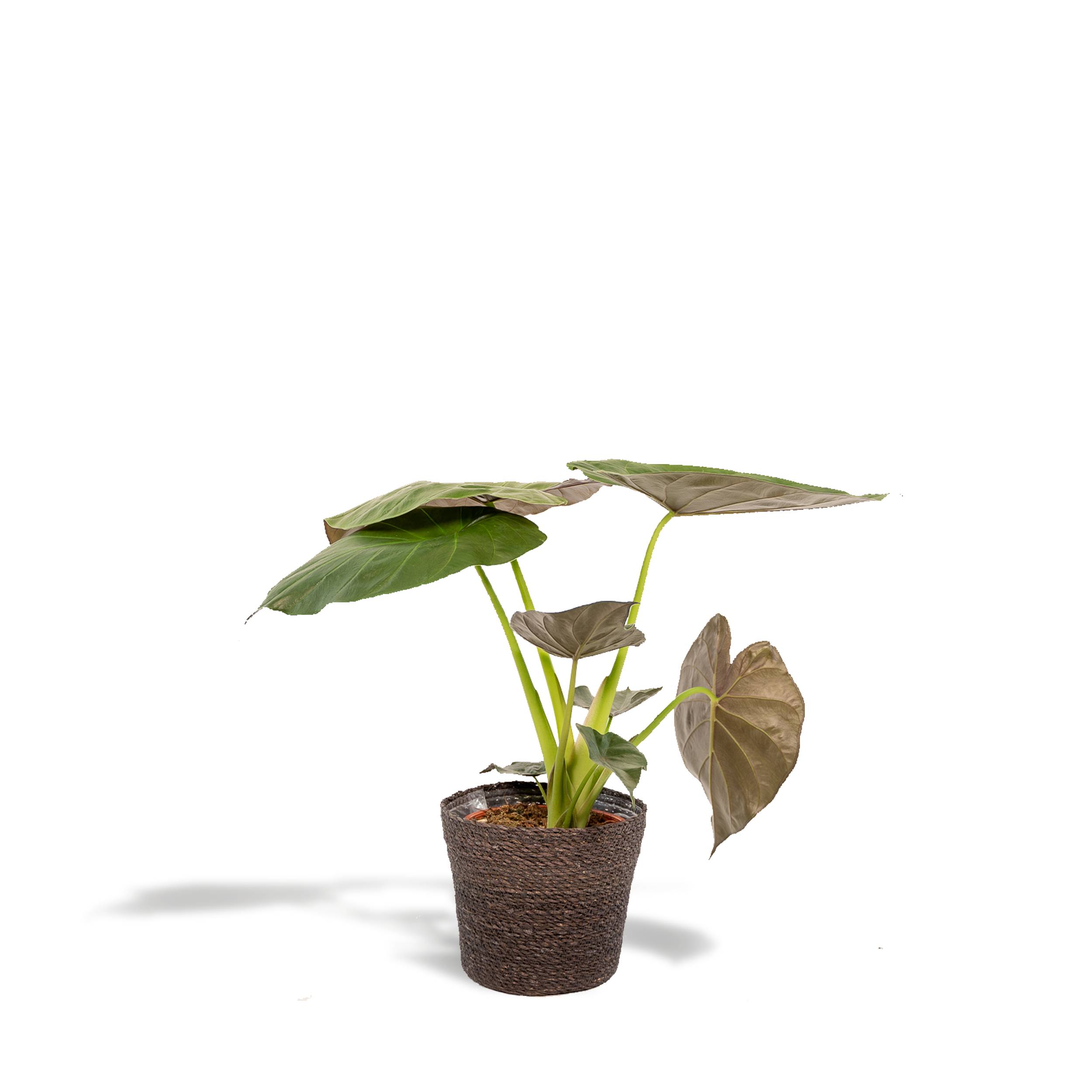 Alocasia Wentii 70cm - Plante d'intérieur- La Green Touch - Image 1