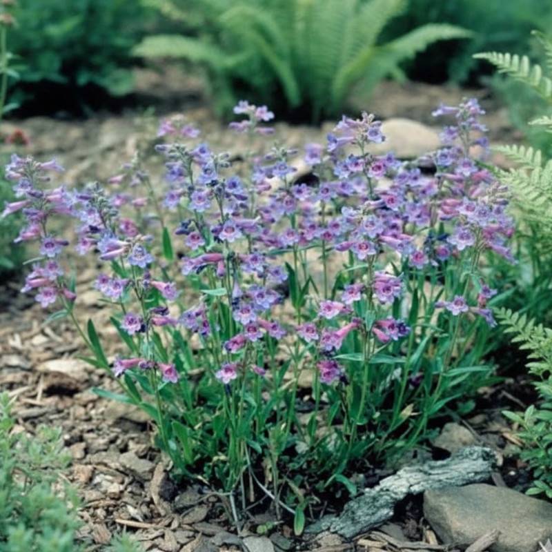 Penstemon virens à fleurs Bleue/ - feuillage Caduc - Godet - 5/20 cm