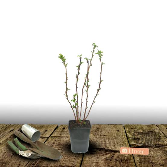 Framboisier Rustica® 'Yummi' - Moyen rendement - Pot de 3L - 30/60 cm - De 0,50 m à 1,00 m - Image 5