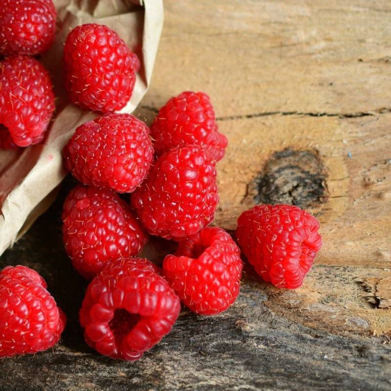 Framboisier Rustica® 'Yummi' - Moyen rendement - Pot de 3L - 30/60 cm - De 0,50 m à 1,00 m - Imagen 1