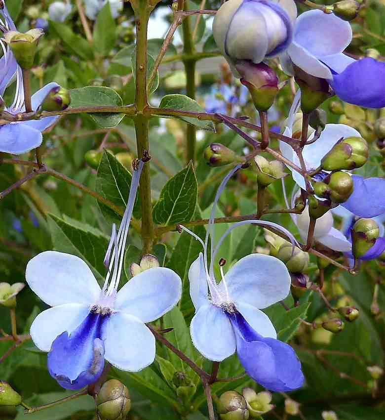 Sans Marque - Clerodendrum ugandense (ougandais) Couleur floraison:Bleu - Taille:Pot de 2 litres ? 40/60 cm