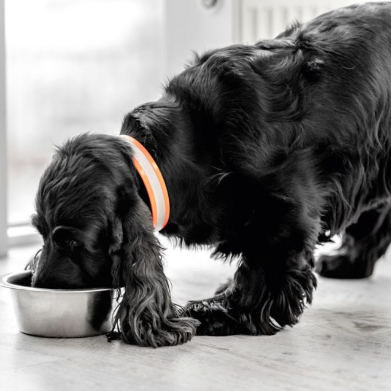 Almo Nature - Almo Nature - Barquettes Bio Organic pour Chien au Poulet - Imagen 2