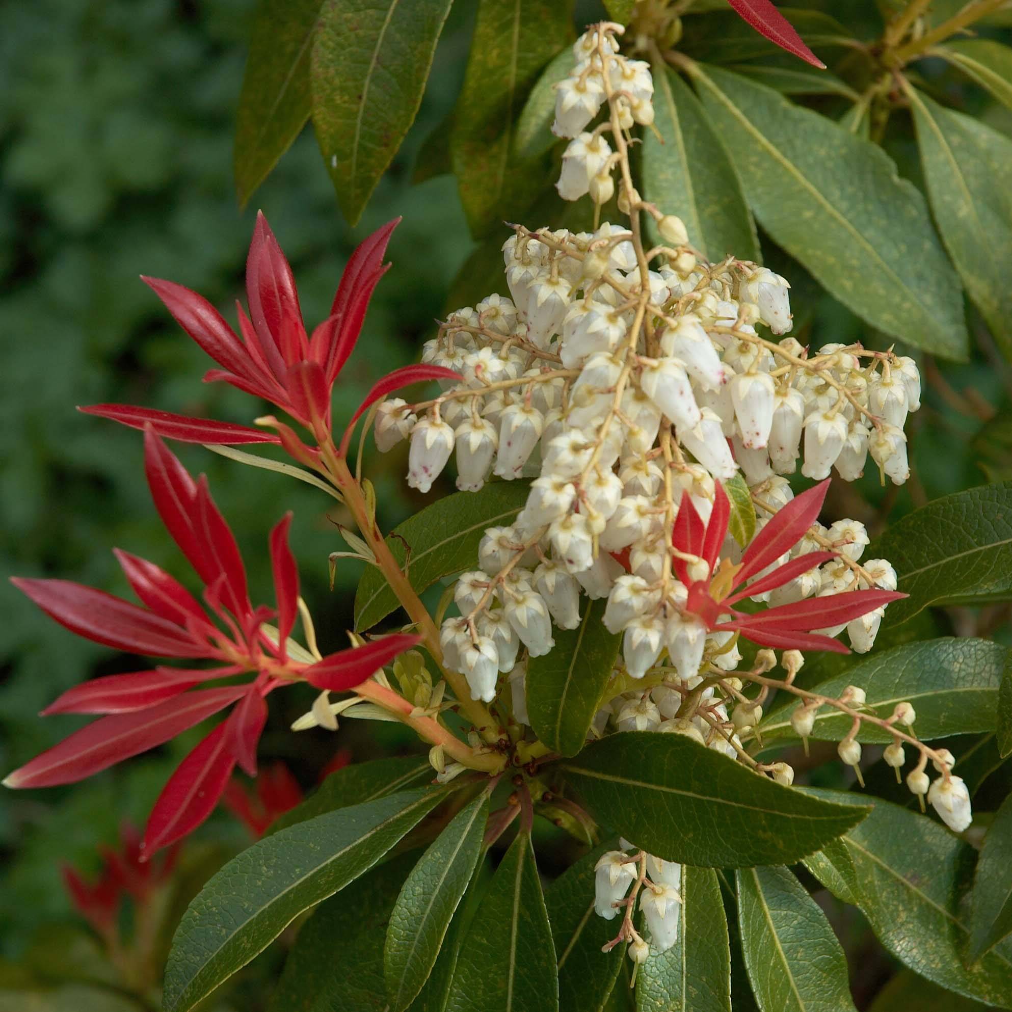 Andromède du Japon - Pieris japonica Forest Flame Godet de 8/9 cm - Image 1