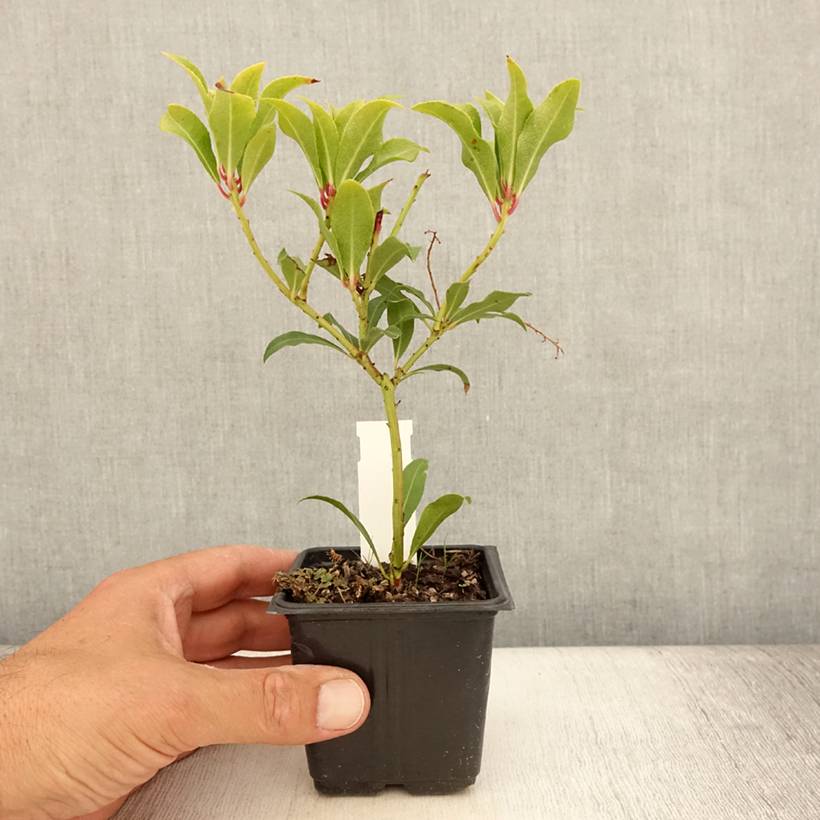 Andromède du Japon - Pieris japonica Forest Flame Godet de 8/9 cm - Image 2