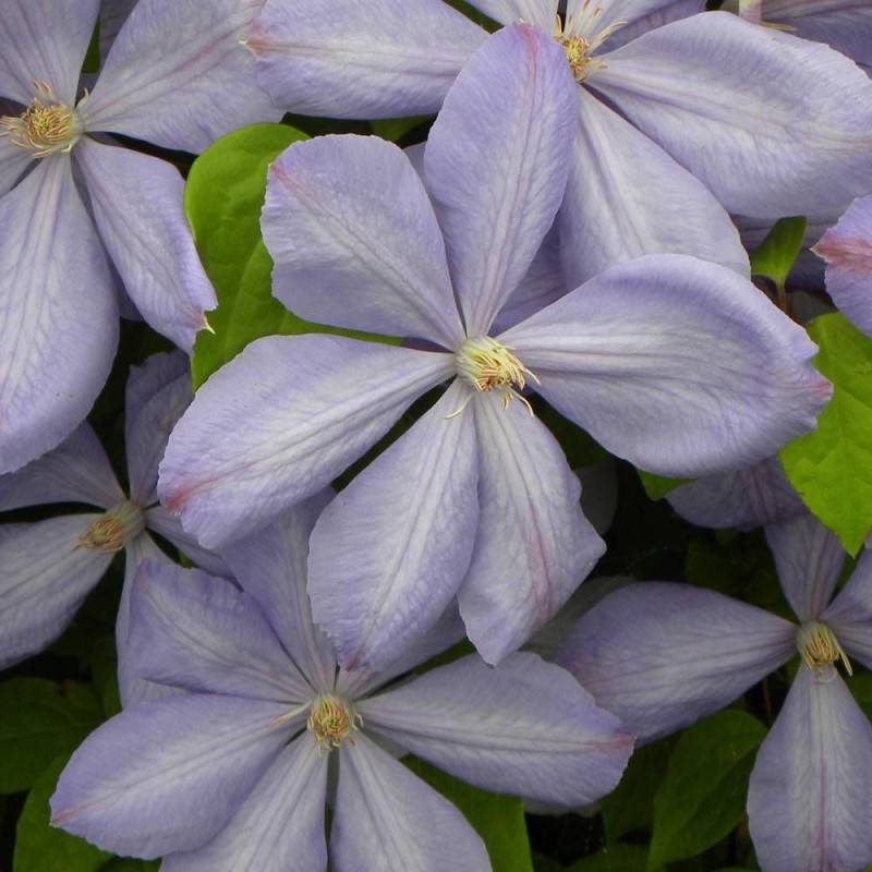 Clématite Paola à fleurs Bleue - feuillage Caduc - Pot de 2L - Tuteur bambou 60/90 cm-  hauteur à maturité De 1,00 m à 1,50 m - Imagen 1