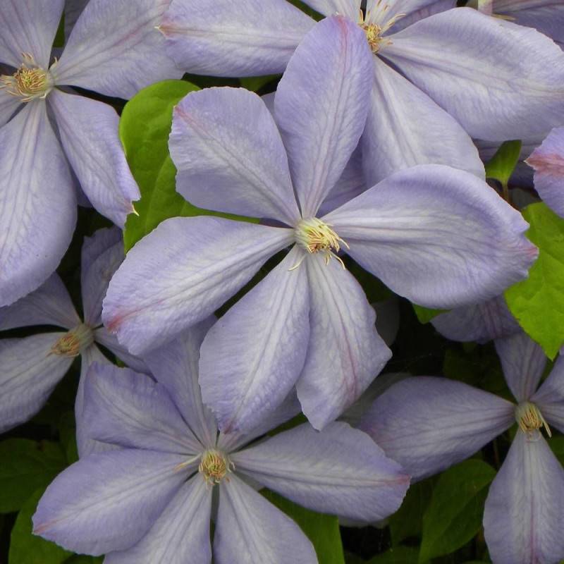 Clématite Paola à fleurs Bleue - feuillage Caduc - Pot de 2L - Tuteur bambou 60/90 cm-  hauteur à maturité De 1,00 m à 1,50 m - Imagen 5