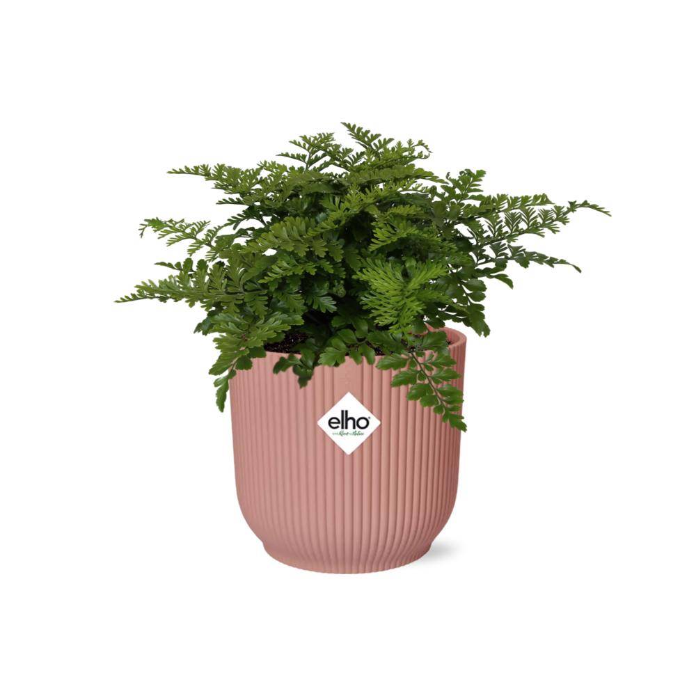 Asplenium Parvati 14cm Rose - H25cm - Image 1