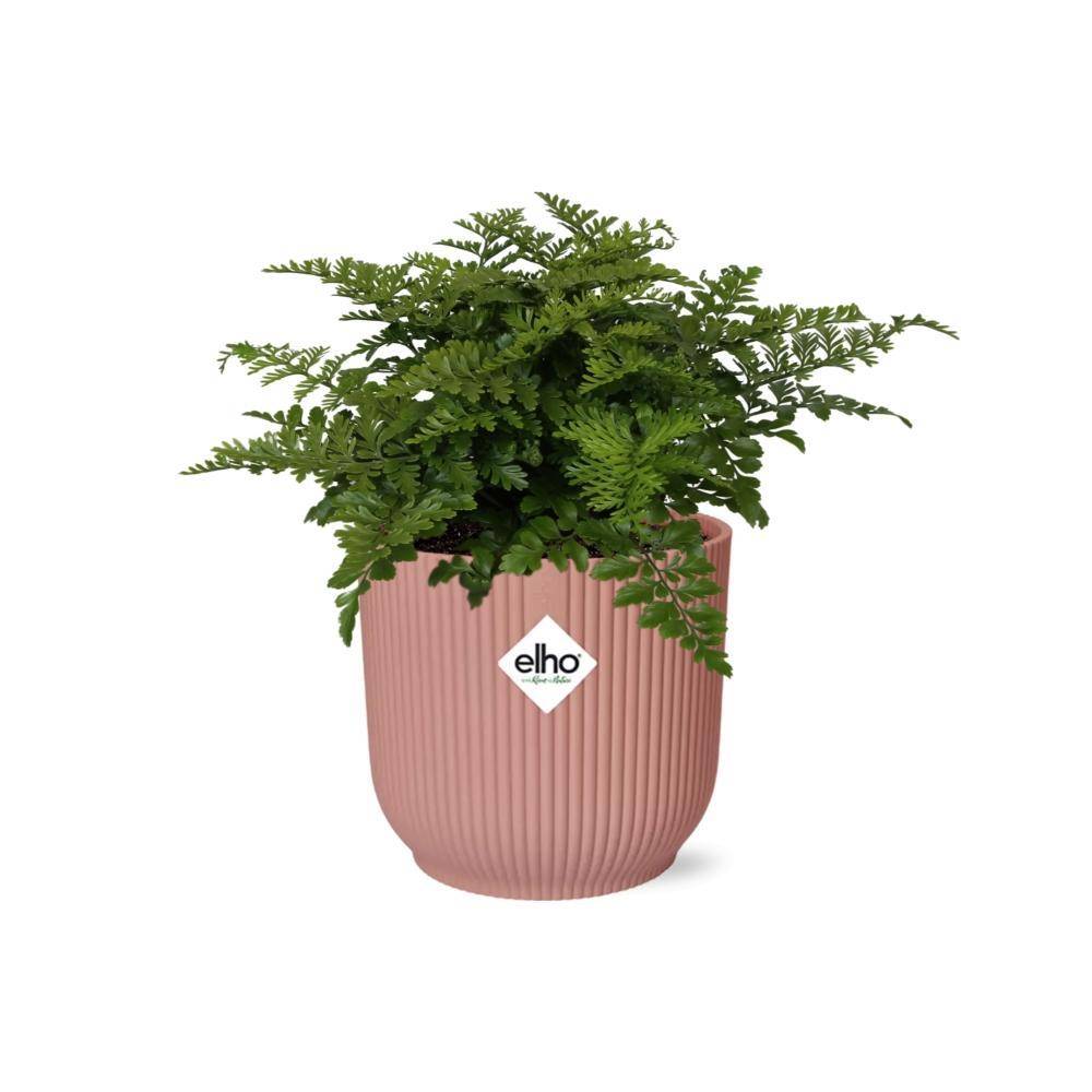Asplenium Parvati 14cm Rose - H25cm - Image 2