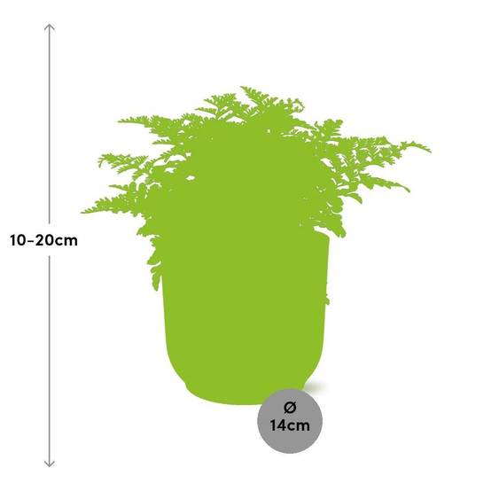 Asplenium Parvati 14cm Rose - H25cm - Image 3