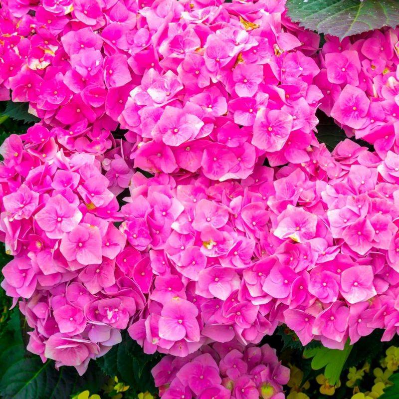 Hortensia Macrophylle 'Bouquet Rose' (Hydrangea Macrophylla) - Godet - Taille 13/25cm - Pépinières Naudet - Imagen 1