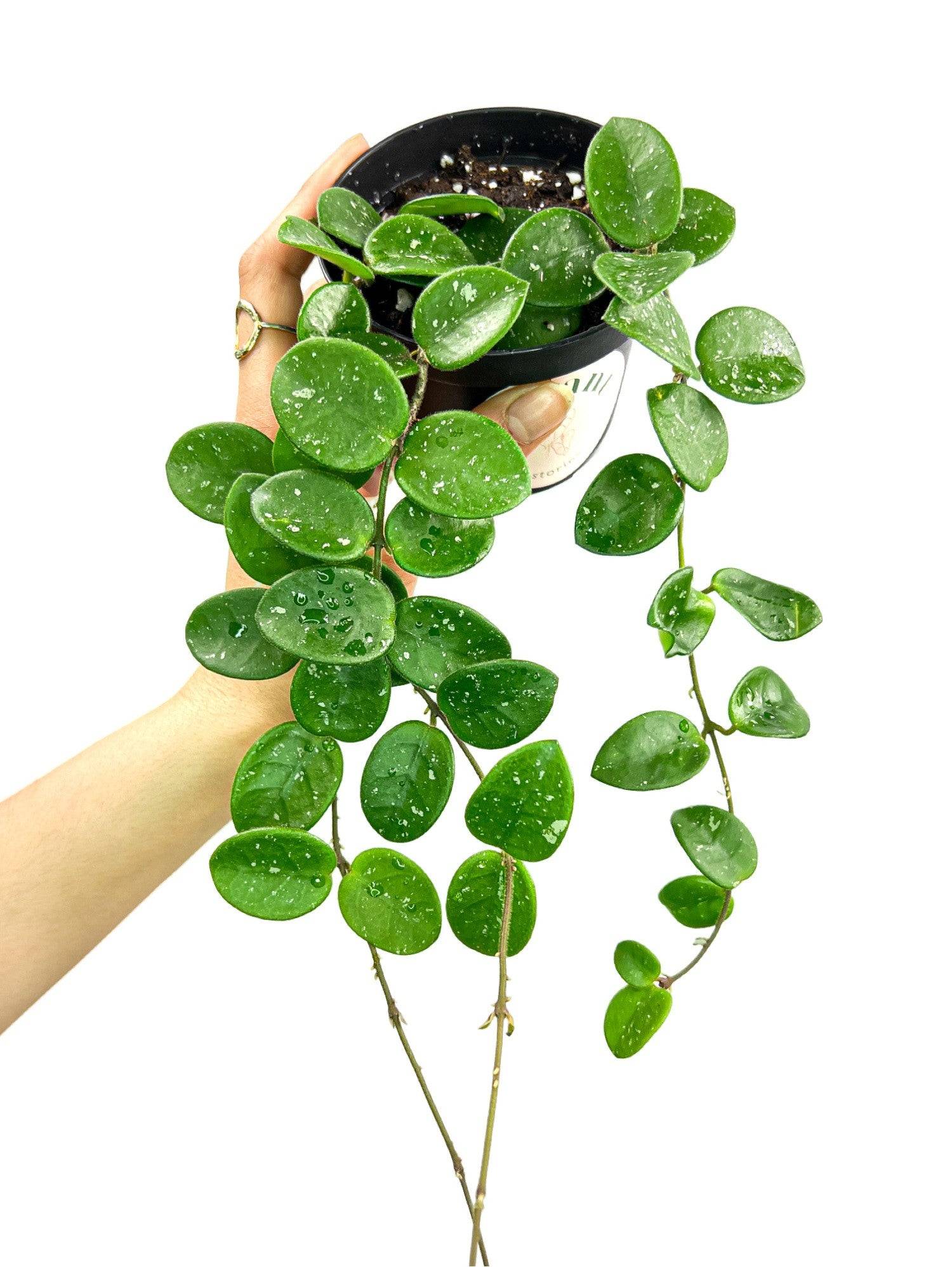 Hoya 'Mathilde' - Pot de 9cm - Plantes d'intérieur