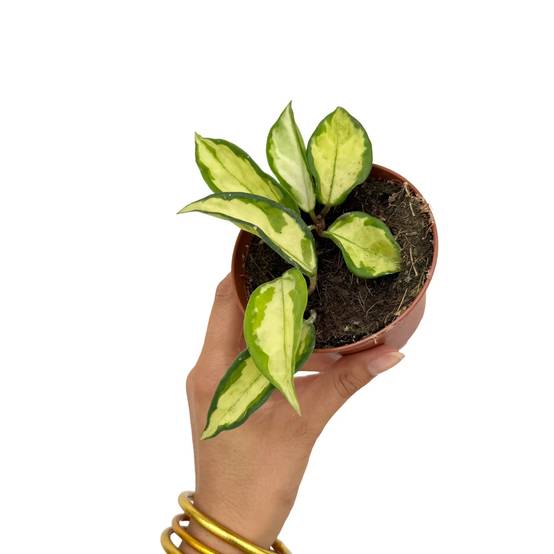 Hoya Carnosa Krimson princess - Pot de 9cm - Plantes d'intérieur - Image 1