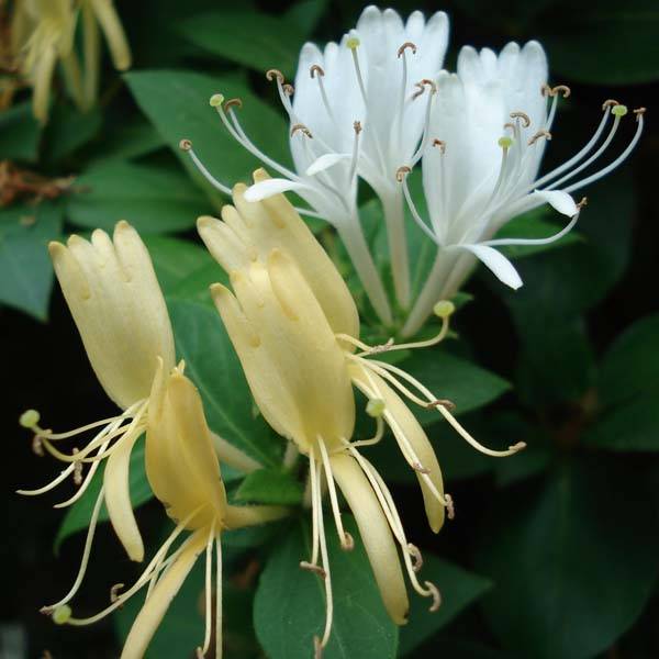 Promesse de Fleurs - Chèvrefeuille du Japon Halliana - Lonicera japonica Pot de 2L/3L