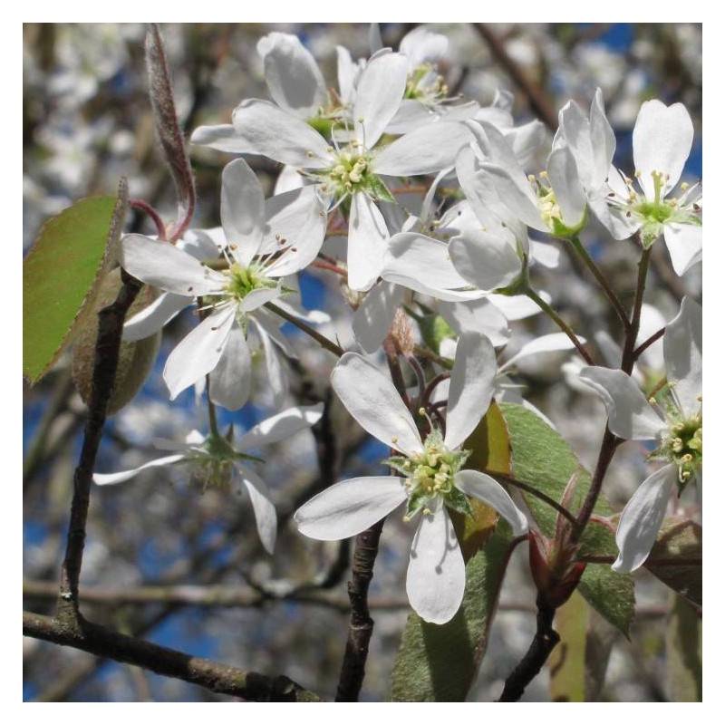 Amélanchier du canada, Amelanchier canadensis à fleurs Blanche - feuillage Caduc - Pot de 4L - 40/60 cm- hauteur à maturité De 1,50 m à 2,00 m - Image 2