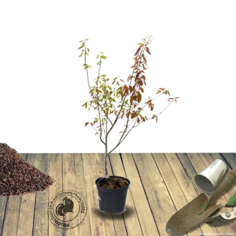 Amélanchier du canada, Amelanchier canadensis à fleurs Blanche - feuillage Caduc - Pot de 4L - 40/60 cm-  hauteur à maturité De 1,50 m à 2,00 m - Image 3